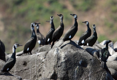 Японский баклан / Птицы Южных Курил